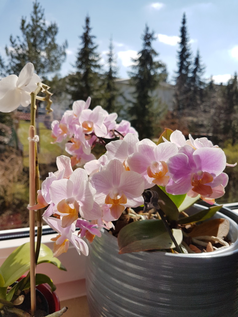 Orchideen